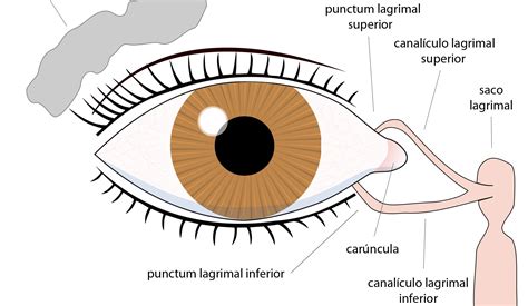 Carúncula - En ojopedia, tu enciclopedia de oftalmología