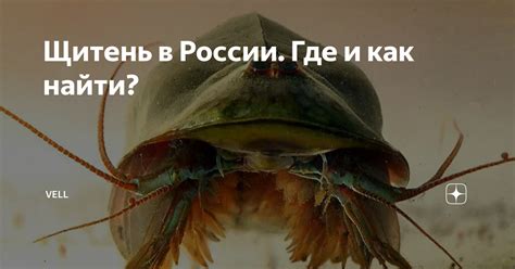 Щитень в России. Где и как найти? | Vell | Дзен