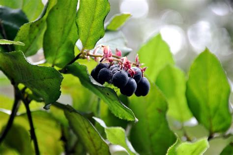 Fat Of The Land Salal Preserves