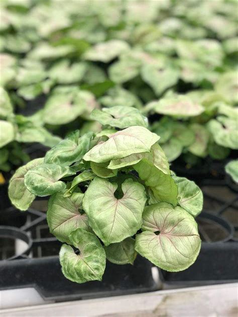 Bold Allusion Syngonium Mercer Botanicals