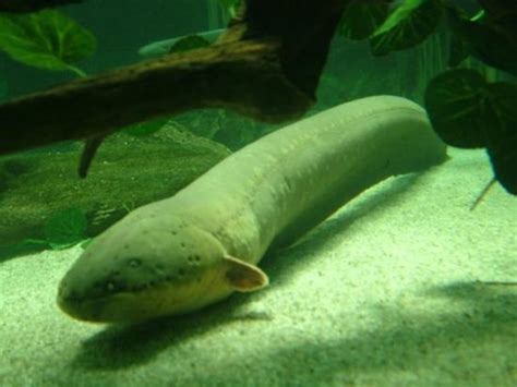 Amazon River Electric Eel