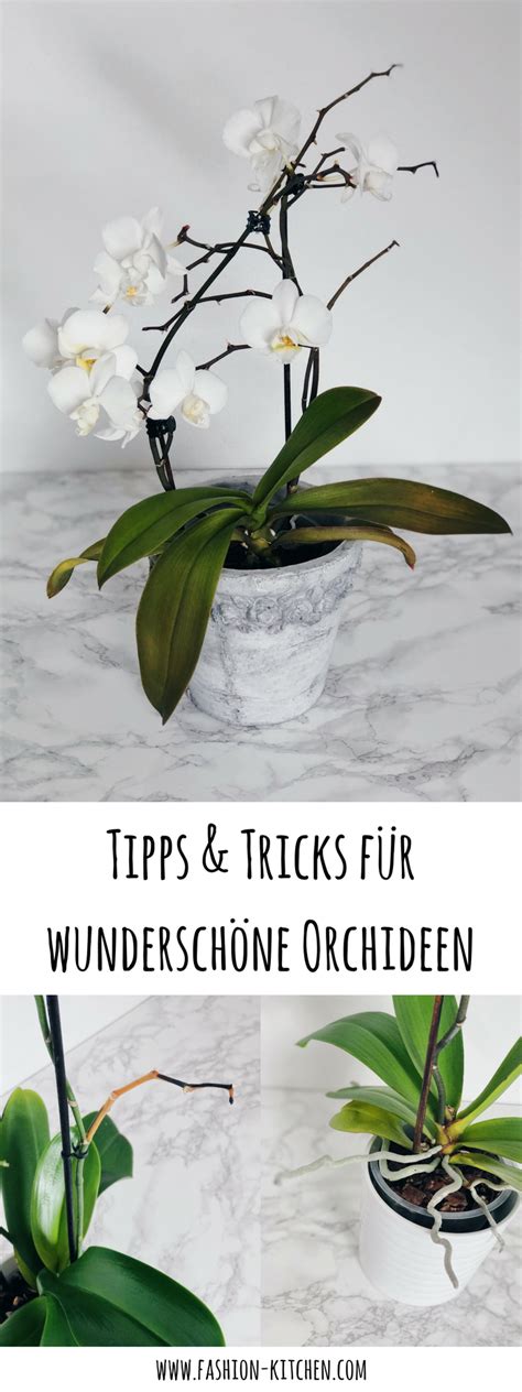 Tipps And Tricks Für Wunderschöne Und Gesunde Orchideen Orchideen