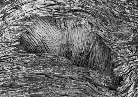 Juniper Bark | Utah | Landscape mountain and desert photography