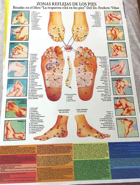 P Ster De Reflexologia Podal Meses Sin Intereses