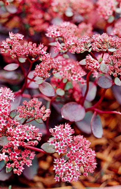 17 Best Sedum Plants That Will Look Gorgeous Through Heat And Cold