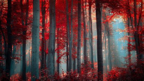 Red Tree 1920X1080 Wallpapers - Top Free Red Tree 1920X1080 Backgrounds - WallpaperAccess