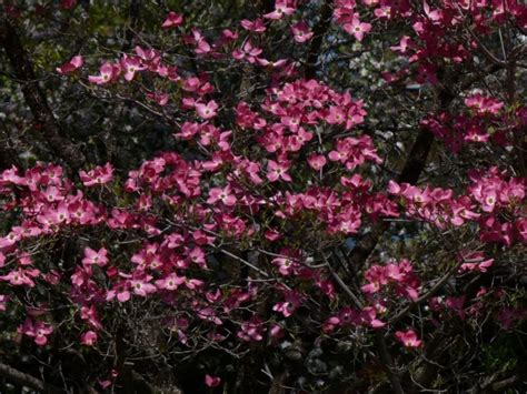 Dark Pink Flowers Free Stock Photo - Public Domain Pictures