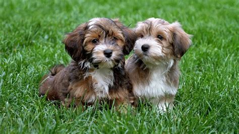 Bichon Havanese Kiskutyák Havanese Puppies Havanese Breeders