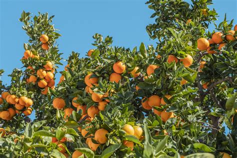 Free Download 1000 Orange Tree Pictures Download Free Images On