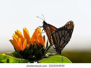 3 316 Butterfly Sex Royalty Free Images Stock Photos Pictures Shutterstock