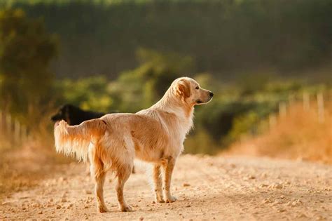 Cão corre 6 km consegue socorro e salva a vida de dono que caiu