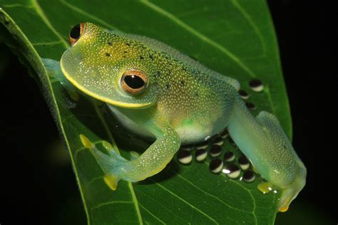 Pregnant Glass Frog