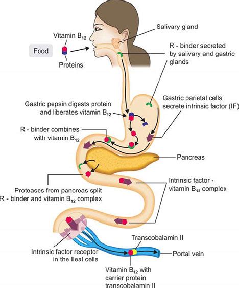 Vitamin B12 Deficiency Causes Signs Symptoms Diagnosis 51 Off