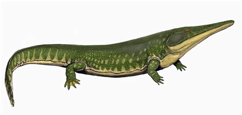 Archegosaurus Wikipedia