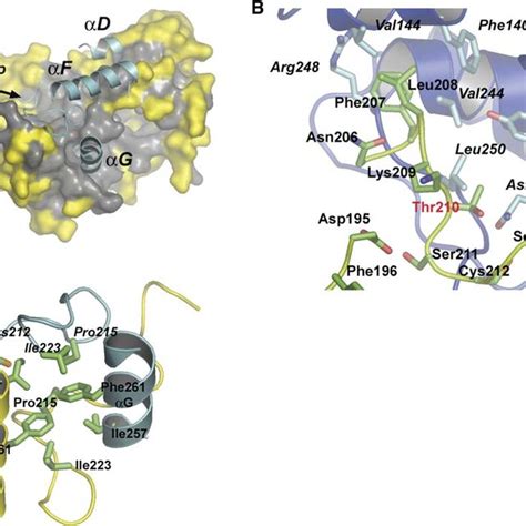 Structure Of The Yeast Snf Kinase Domain A The Snf Dimer The Two