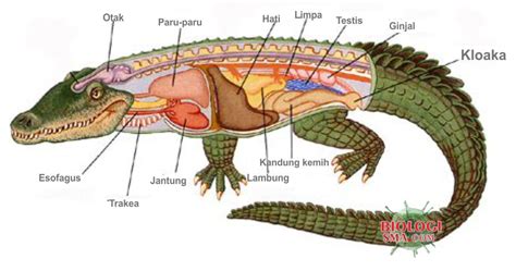 Sistem Ekskresi Pada Hewan - Dunia Biologi