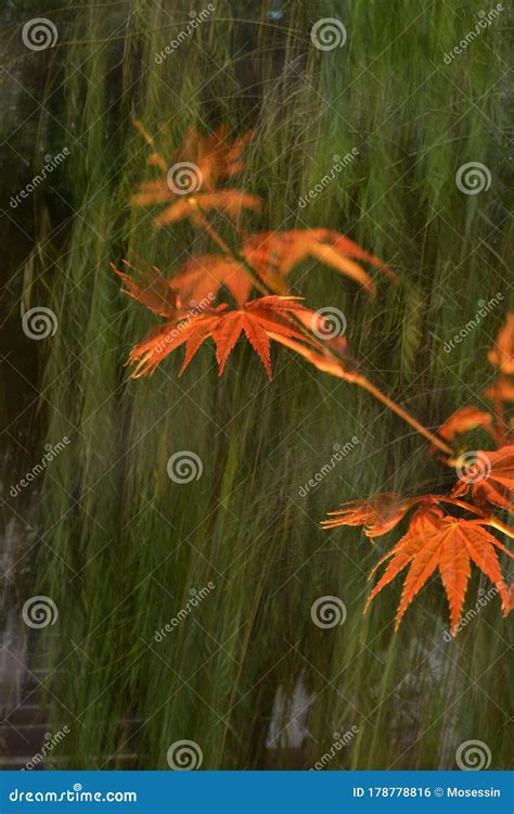 Brown Leaf Natural Art Painting Stock Photo - Image of draw, happiness: 178778816