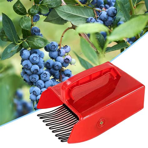 Berry Picking Rake Ph