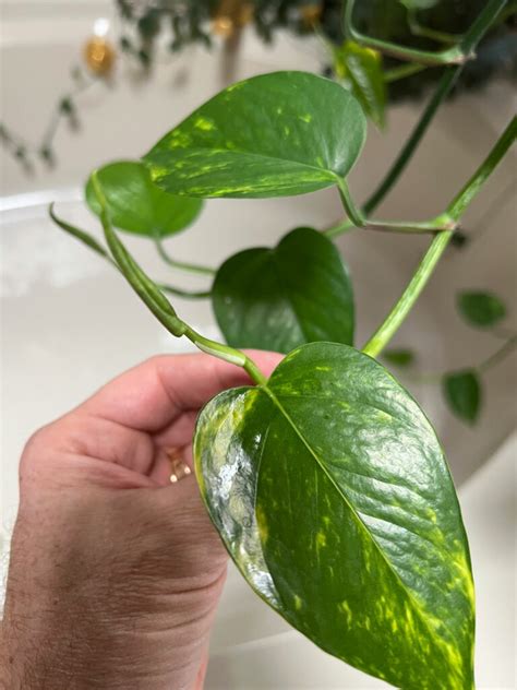 Pothos Vs Philodendron Easy Ways To Tell The Difference