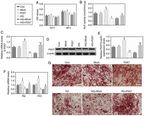 High Glucose Inhibits Osteogenic Differentiation And Proliferation Of