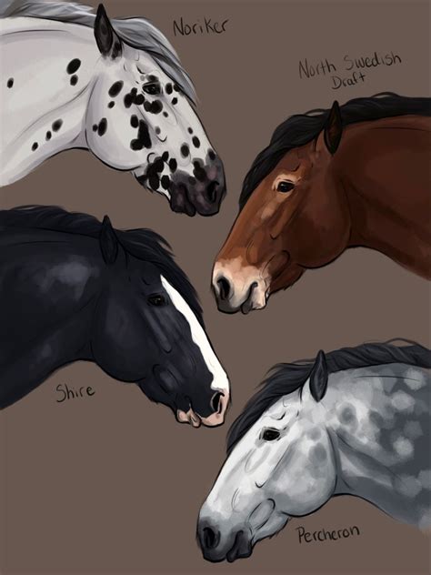 Draft Horse Breeds | Horse breeds, Horse animation, Horse art drawing