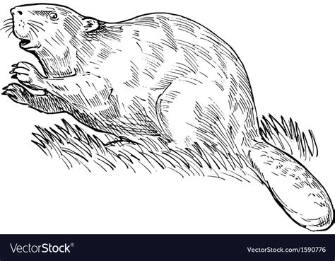 European beaver or eurasian beaver drawing Vector Image