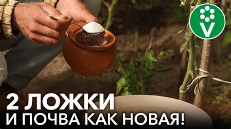 ПРОЛЕЙТЕ ПОЧВУ В ТЕПЛИЦЕ ЭТИМ ОСЕНЬЮ ОТ БОЛЕЗНЕЙ И ВРЕДИТЕЛЕЙ! Никакой ...