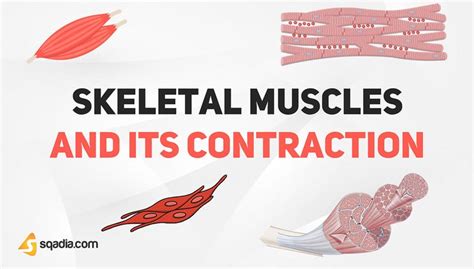 Skeletal Muscle and its Contraction - Introduction