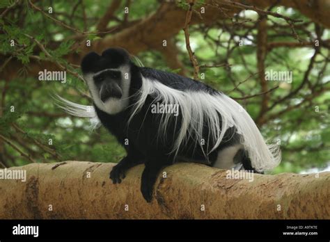 Colobus Monkey On A Branch Lake Naivasha Kenya Stock Photo Alamy