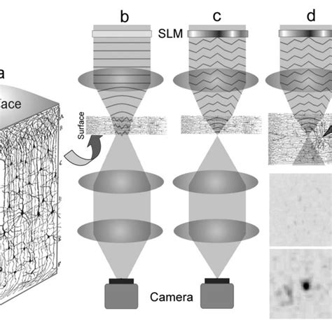 | Schematic of the experiment. (a) A 3D visualization of a cortical ...