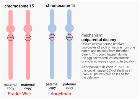 Angelman Syndrome Vs Prader Willi Syndrome