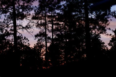 Free Images Tree Nature Forest Branch Light Sky Sunset Night