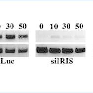 Ectopic Expression Of BRCA1 IRIS In HOSE Cells Promotes AKT And