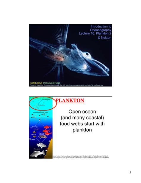 Open Ocean (And Many Coastal) Food Webs Start with Plankton PLANKTON ...