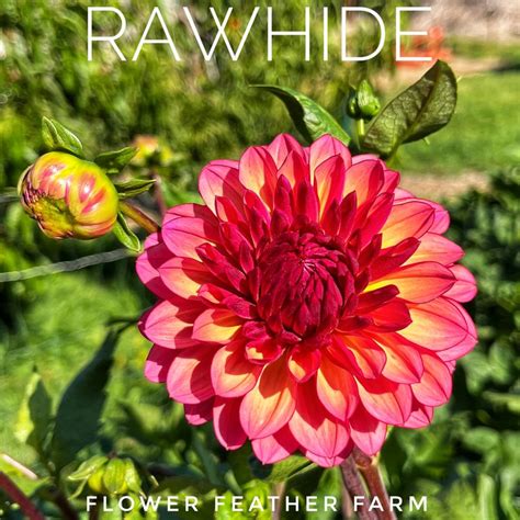 Melody Gypsy Dahlias At Flower Feather Farm Specialty Chicks And