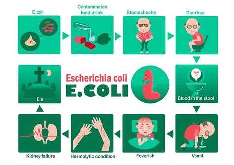 E. coli Symptoms; 14 Warning Signs & Symptoms of E. coli - Healthella ...