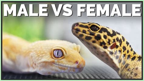 Why Do Leopard Geckos Bite Their Cloaca