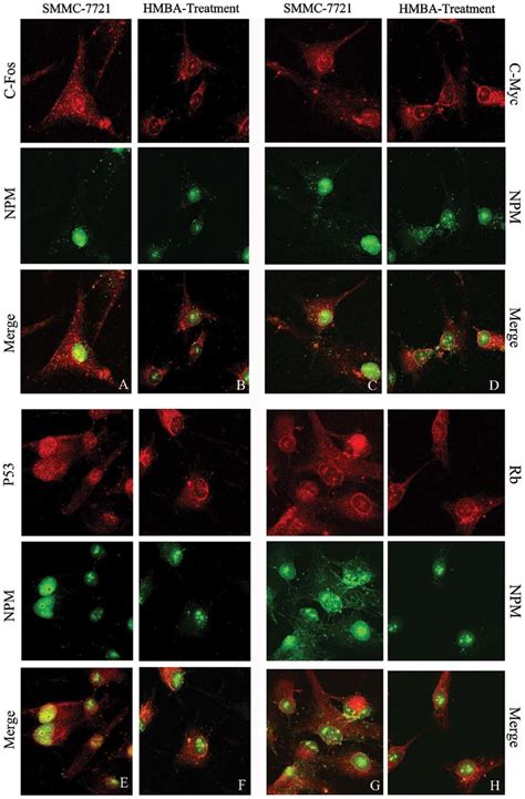 Intracellular Colocalization Of Npm With C Fos C Myc P53 And Rb