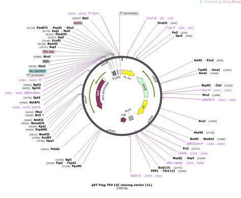 Addgene Pet Flag Tev Lic Cloning Vector L