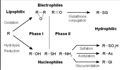 Drug functional groups Flashcards | Quizlet