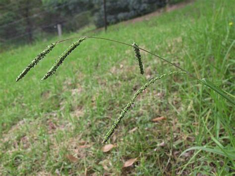 Paspalum Dilatatum Alchetron The Free Social Encyclopedia