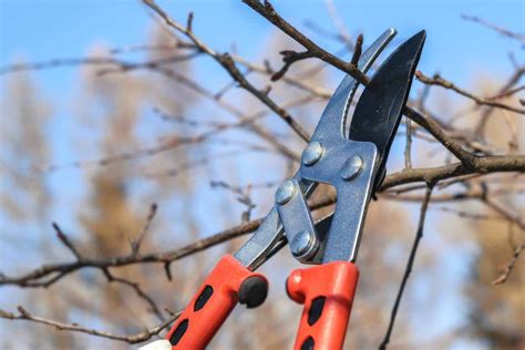 Taille des arbres douce ou raisonnée explication et méthode