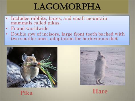 Mammals. - ppt download