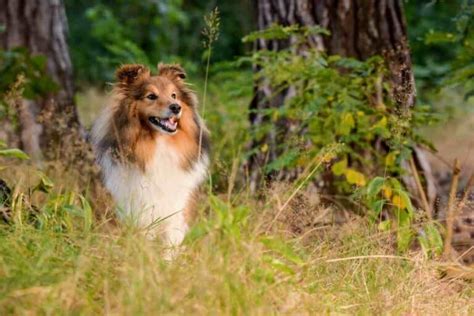 When Do Shelties Shetland Sheepdogs Need Their First Haircut