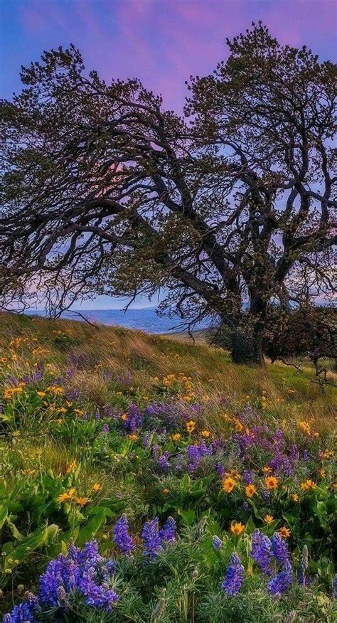 Pin by Neset Arici on Asırlık ağaçlar Beautiful nature scenes Autumn