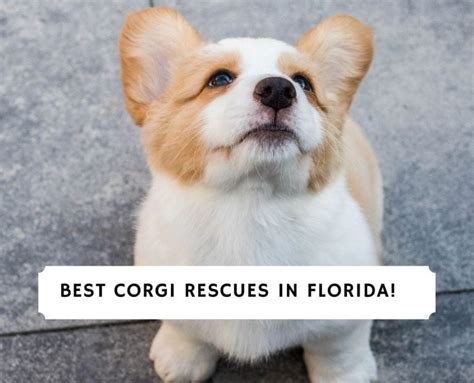 5 Best Corgi Rescues In Florida