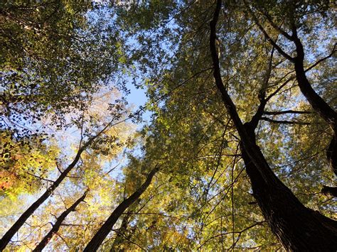 Banco de imagens árvore natureza floresta ramo plantar luz solar