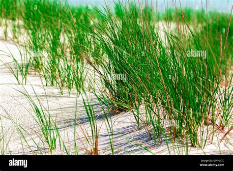Grass And White Sand Dunes On The Beach On A Hot Summer Afternoon Stock Photo Alamy