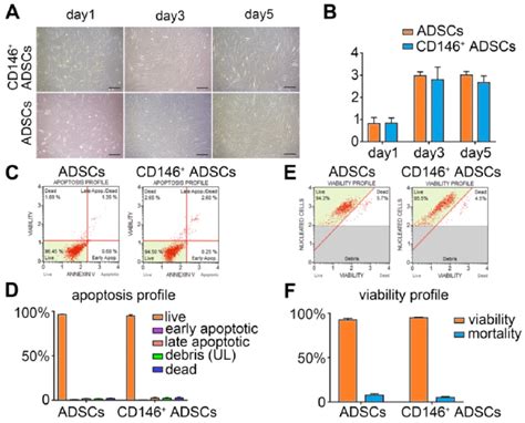 Proliferation Apoptosis And Viability Of Cd146 Adscs Before And Download Scientific Diagram