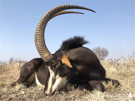 Sable Hunting South Africa | AfricaHunting.com